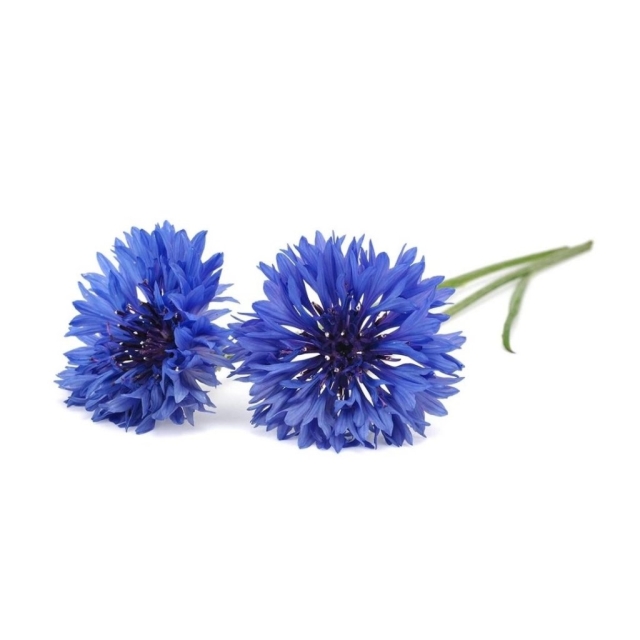 Click & Grow Smart Garden Refill 3-pack Cornflower