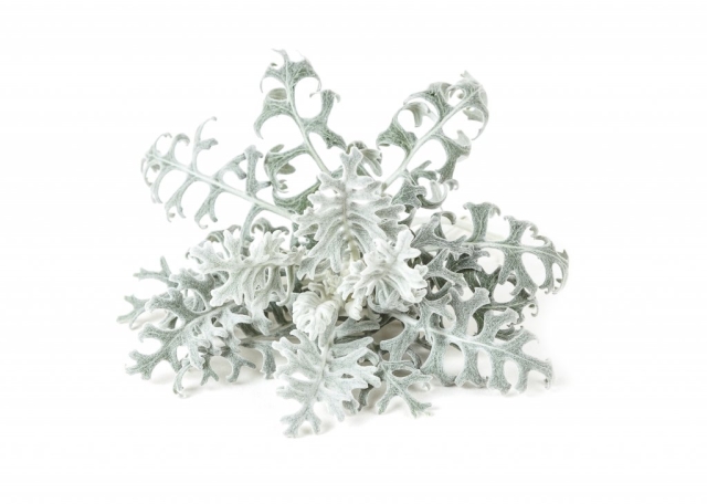 Click & Grow Smart Garden Refill 3-pack Dusty Miller