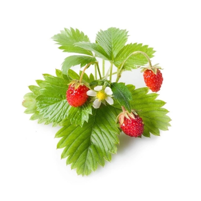 Click & Grow Smart Garden Refill 3-pack - Wild Strawberry (SGR24X3)
