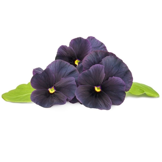 Click & Grow Smart Garden Refill 3-pack Black Pansy