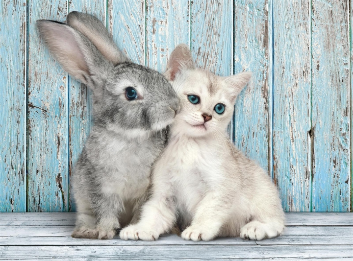 Clementoni 500 pcs CB High Quality Collection Cat & Bunny in the group TOYS, KIDS & BABY PRODUCTS / Toys / Kids puzzle at TP E-commerce Nordic AB (C82113)