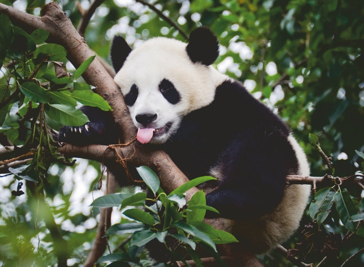 Ravensburger Puzzle Panda Bear 500p (12000351) in the group Sport, leisure & Hobby / Hobby / Puzzle at TP E-commerce Nordic AB (C86446)