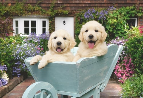 Ravensburger Golden Retriever 200p Ad - (12001368) in the group Sport, leisure & Hobby / Hobby / Puzzle at TP E-commerce Nordic AB (D20399)