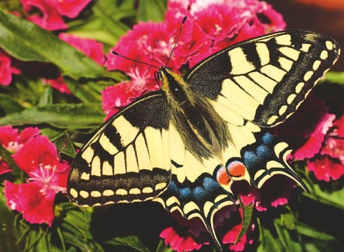 Ravensburger Butterfly - 500p (12001335) in the group Sport, leisure & Hobby / Hobby / Puzzle at TP E-commerce Nordic AB (D20419)