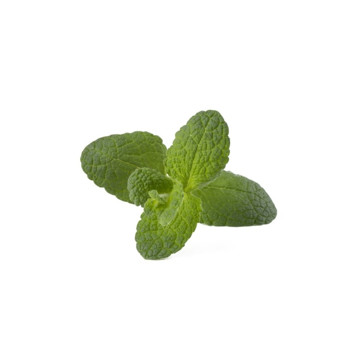 Click & Grow Smart Garden Refill 3-pack - Apple Mint (SGR79X3) in the group Sport, leisure & Hobby / Fun stuff / Smart home at TP E-commerce Nordic AB (D21555)