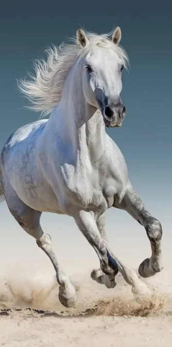 BrandMac Towel - 70 x 140 cm - Horses (110043) in the group HOME, HOUSEHOLD & GARDEN / Bathroom / Towels at TP E-commerce Nordic AB (D43567)