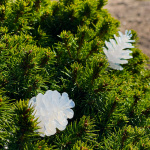 LightsOn Pine 10m ljusslinga vita ljusskimrande kottar