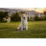 TICKLESS Tick Repellent ECOPET