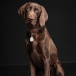 TICKLESS Tick Repellent Pet Beige