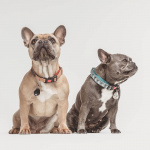 TICKLESS Tick Repellent Pet Beige