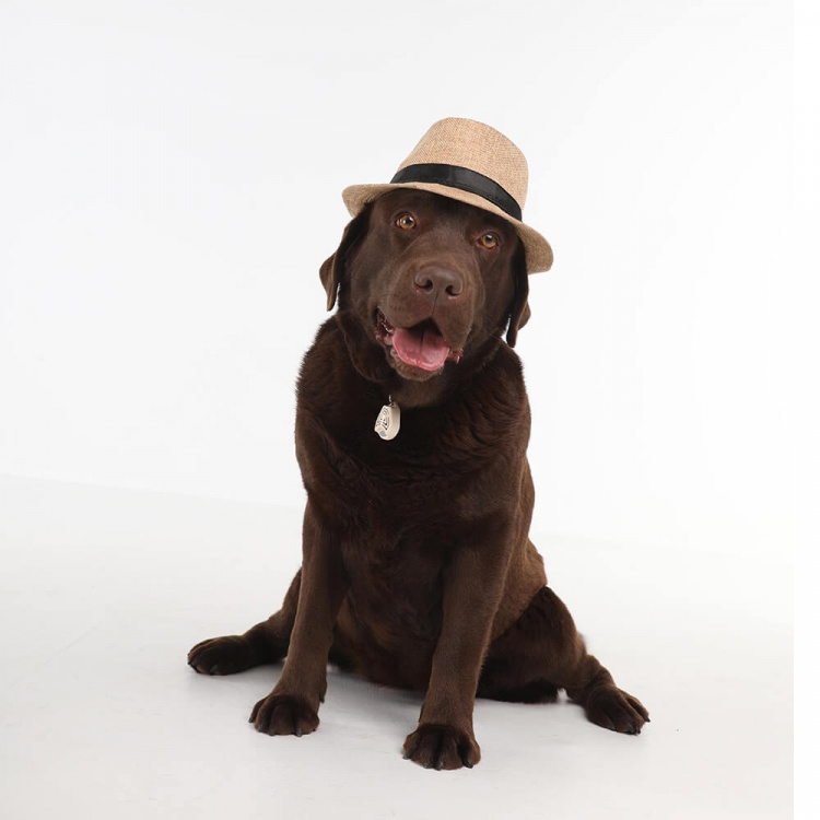 TICKLESS Tick Repellent Pet Beige