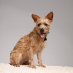 TICKLESS Tick Repellent Pet Black