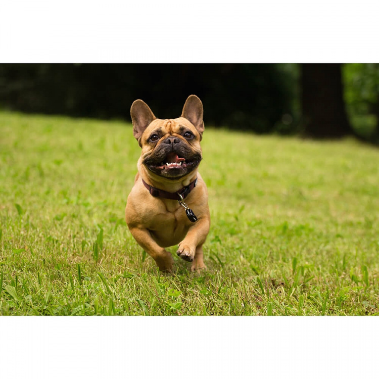 TICKLESS Tick Repellent Pet Black