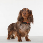 TICKLESS Tick Repellent Mini Dog