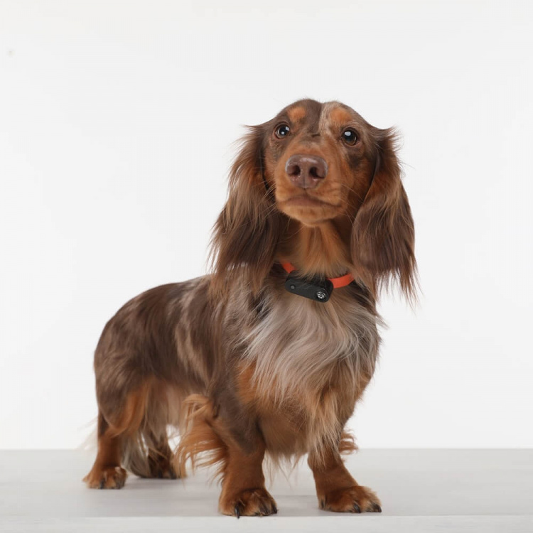 TICKLESS Tick Repellent Mini Dog