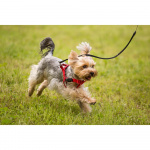 TICKLESS Tick Repellent Mini Dog