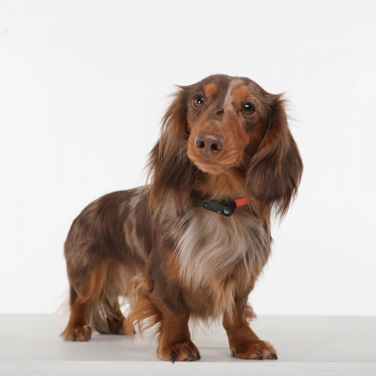 TICKLESS Tick Repellent Mini Dog