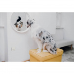 TICKLESS Mite Repellent Home Grey