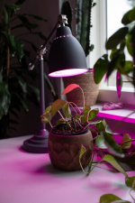 Airam LED plant lamp, E27, clear, filament 180 lm Airam LED plant lamp, E27, clear, filament 180 lm