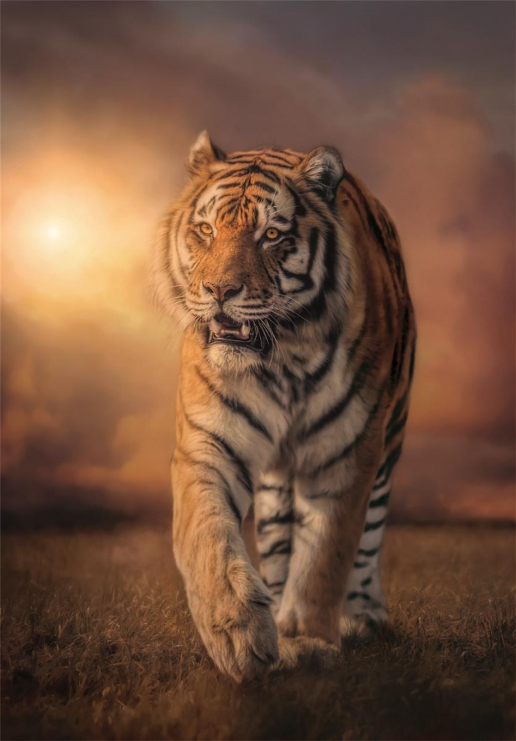 Clementoni 1000 pcs CB High Quality Collection Tiger