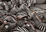 Clementoni 1000 pcs CB High Quality Collection National Geographics Zebras