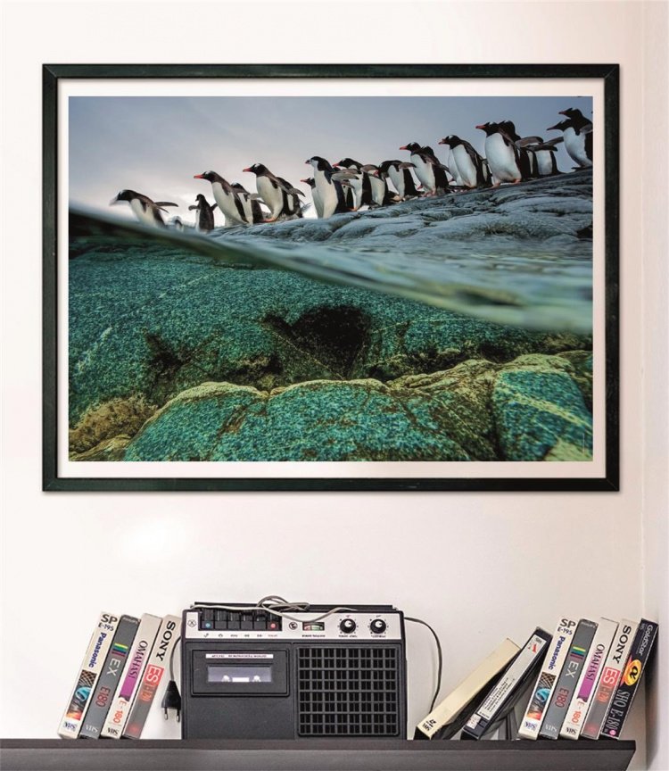 Clementoni 1000 pcs CB High Quality Collection National Geographics Gentoo Penguins