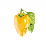 Click & Grow - Yellow Sweet Peppers (SGR53X3)