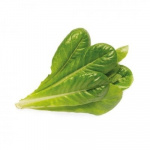 Click & Grow Smart Garden Refill 3-pack - Romaine Lettuce (SGR50X3)