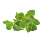Click & Grow Smart Garden Refill 3-pack Oregano