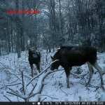 Nedis Wildlife Camera | 4K@10fps | 50 MPixel | 5 MPixel CMOS | IP65 | Black No-Glow IR | Night vision | Viewing angle: 60 ° | Motion sensor | Detection angle: 130 ° | Detection range: 20 m | Screen size: 2.4 