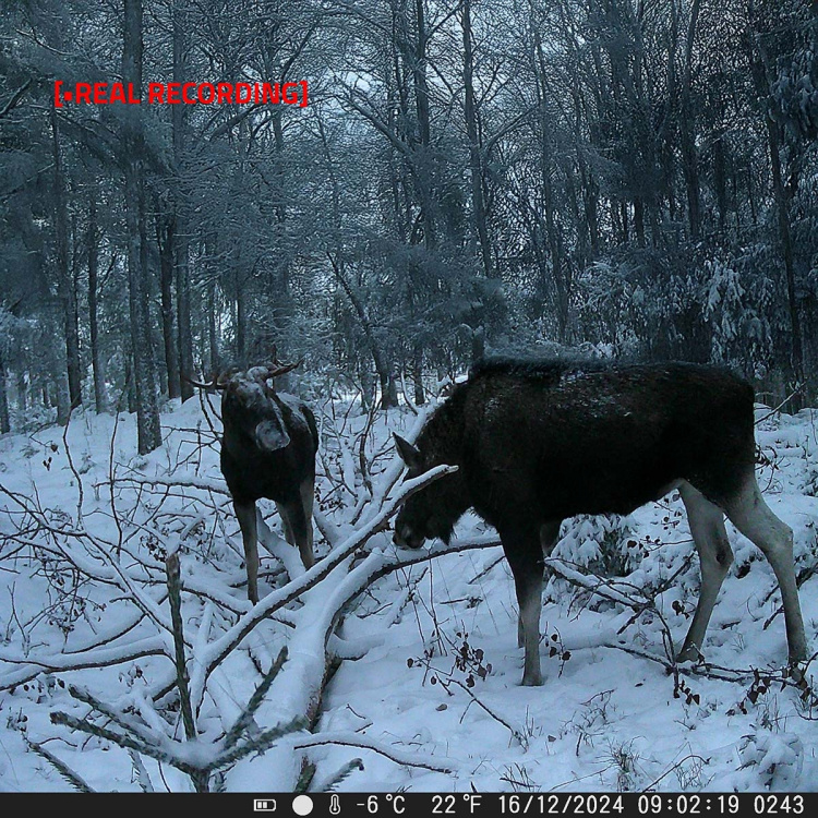 Nedis Wildlife Camera | 4K@10fps | 50 MPixel | 5 MPixel CMOS | IP65 | Black No-Glow IR | Night vision | Viewing angle: 60 ° | Motion sensor | Detection angle: 130 ° | Detection range: 20 m | Screen size: 2.4 