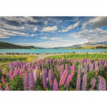 Clementoni Puzzle 1500 Pcs CB High Quality Collection Lupins At Lake Tekapo