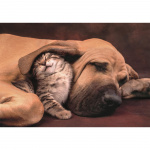 Clementoni Puzzle 500 Pcs CB High Quality Collection Cuddles Clementoni Puzzle 500 Pcs CB High Quality Collection Cuddles