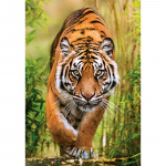 Clementoni Puzzle 1000 Pcs CB The Hunter\'s Path