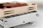 Noctua The